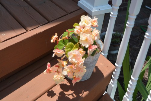 peach begonia 6-14-2016 1-22-30 PM