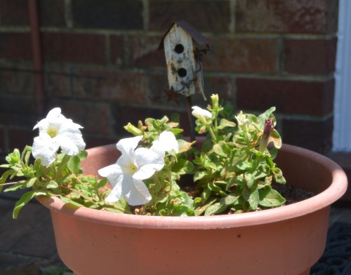 petunias 6-14-2016 1-19-33 PM