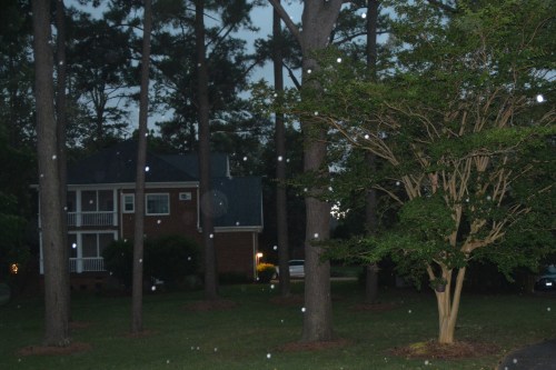 raindrops 6-23-2016 8-35-52 AM