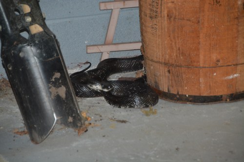 snake 5-28-2016 8-31-23 PM