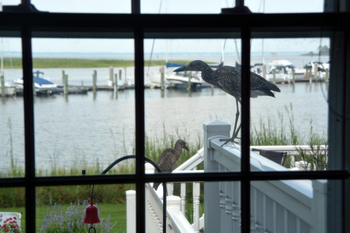 2 big birds2 7-26-2016 4-09-47 PM