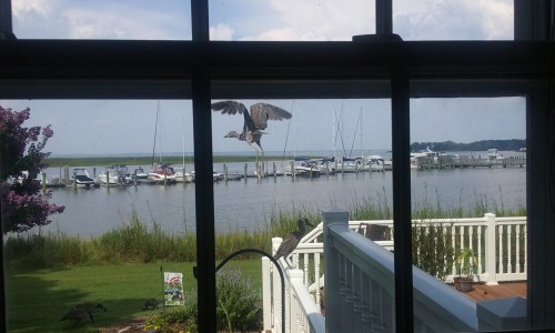 bird in flight 7-26-2016 4-12-13 PM