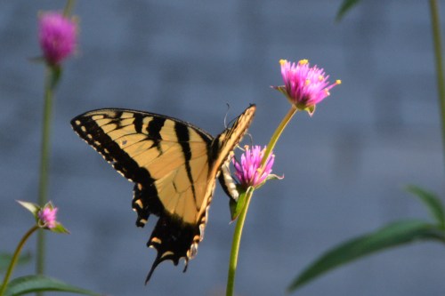 butterfly3 7-14-2016 6-40-25 PM