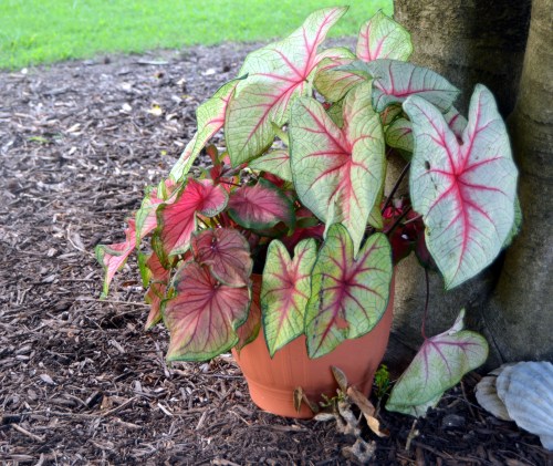 caladiums after 7-19-2016 5-55-38 PM