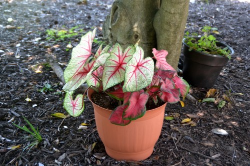 caladiums before 6-14-2016 1-24-56 PM