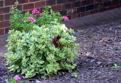 geranium and mezoo2 7-19-2016 5-55-04 PM