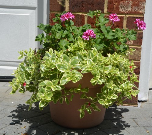 geraniums and mezoo 6-14-2016 1-25-11 PM