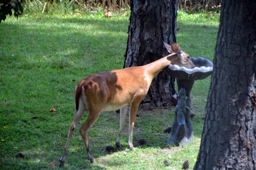 having a drink 7-25-2016 12-49-55 PM