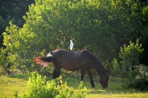 horse and cattle egret 7-24-2016 7-57-37 AM