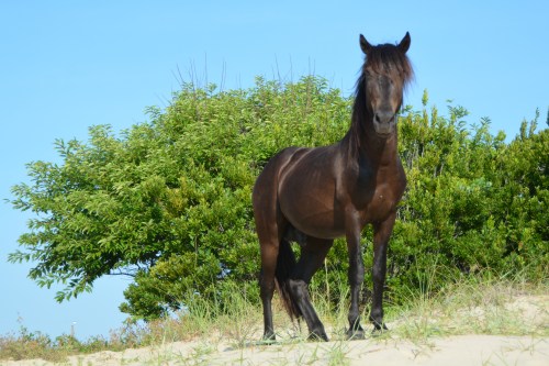 horse on dune 7-24-2016 8-26-23 AM
