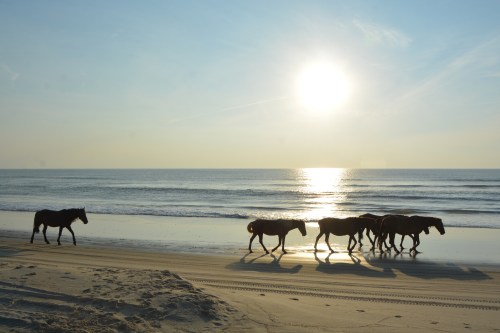 horses at sunrise 7-24-2016 7-04-39 AM