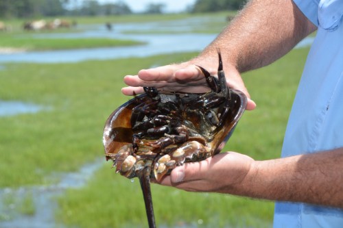 horseshoe crab 7-10-2016 12-13-31 PM