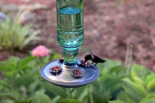 hummie at feeder 7-24-2016 8-12-48 PM