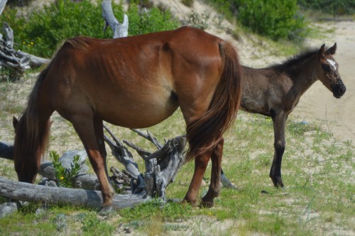 (zoom lens and photo was cropped after uploading)