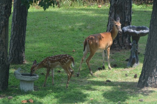 mom and fawn 7-25-2016 12-50-18 PM