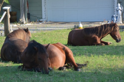 morning nap1 7-24-2016 7-52-33 AM