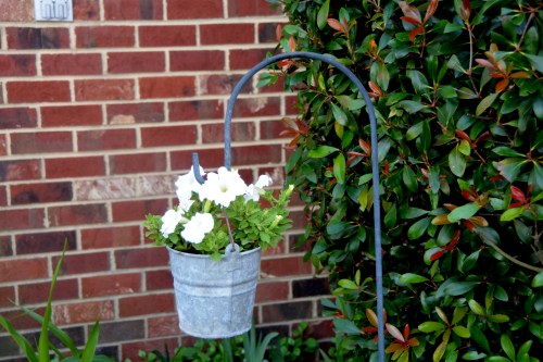 old bucket white petunias 7-19-2016 5-52-30 PM