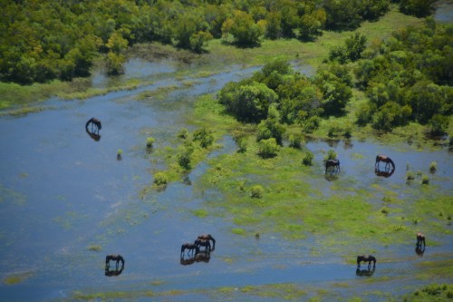 pasture best 7-21-2016 11-48-58 AM