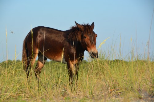 raymond and dragonfly7-24-2016 7-20-39 AM 7-24-2016 7-20-39 AM