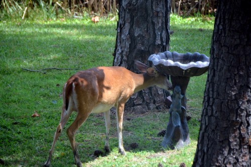 scratching 7-25-2016 12-49-49 PM