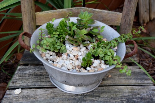 succulents 7-19-2016 5-52-49 PM