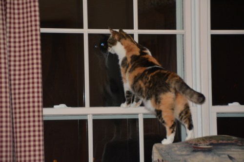 sundaes eyes 6-24-2016 9-14-28 PM