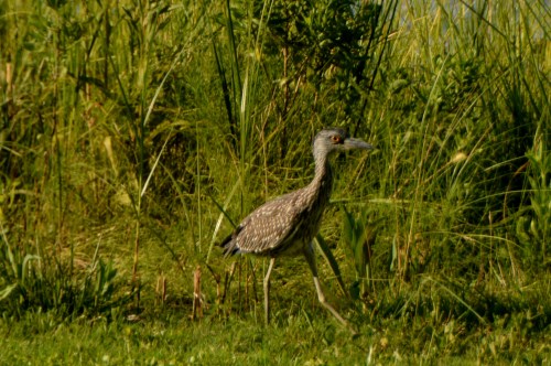 unknown waterfowl 7-24-2016 5-52-22 PM