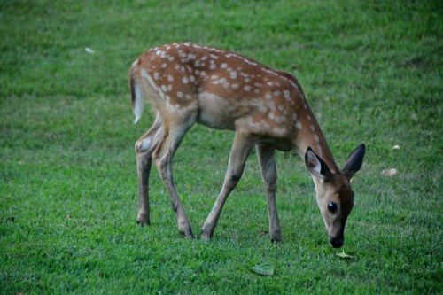 bambi eyes 7-29-2016 7-37-59 PM