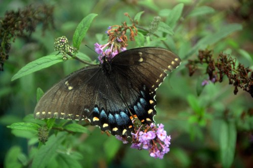 bfly 8-2-2016 4-06-47 PM