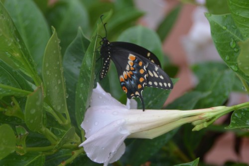 butterfly2 8-2-2016 4-09-35 PM