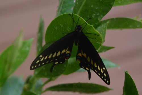 butterfly3 8-2-2016 4-10-46 PM