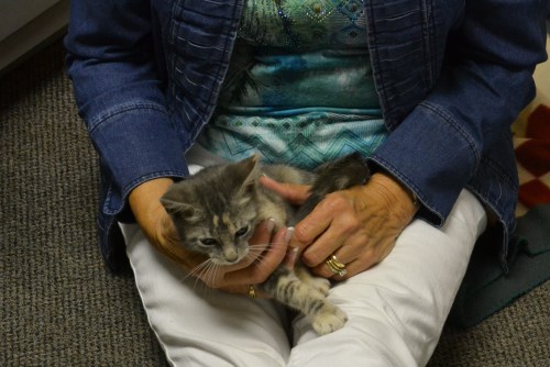 gypsy in lap 8-19-2013 7-18-15 PM