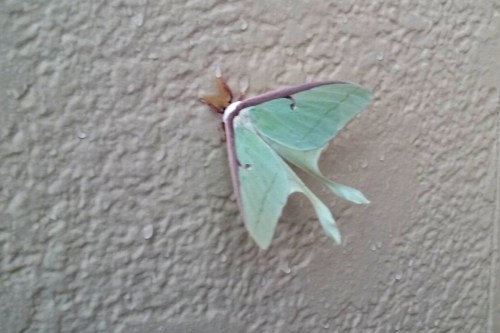 luna moth-001