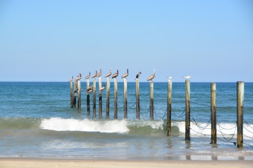 pelicans on fence posts 7-18-2016 4-47-08 PM