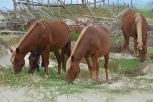 4-horses-2-9-22-2016-12-15-26-pm-9-22-2016-12-15-26-pm