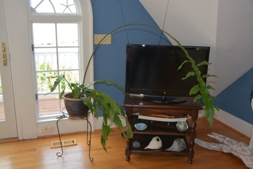 cactus 8-25-2016 2-50-20 PM