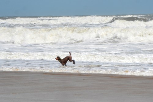 dog-9-4-2016-12-43-30-pm