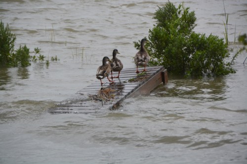 ducks on walkway 9-3-2016 1-10-48 PM