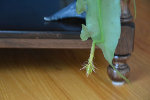 first look at bloom 8-25-2016 2-50-40 PM