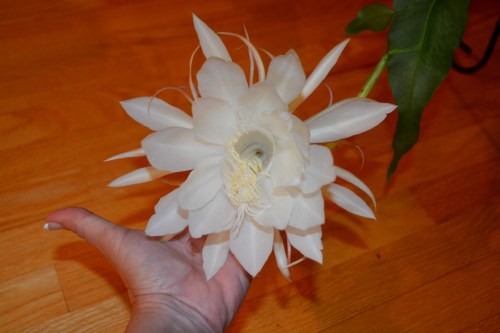 full bloom 9-4-2016 11-06-43 PM