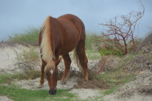 horse1-9-22-2016-12-14-46-pm