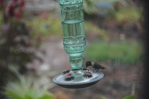 hummie feeding 9-3-2016 11-23-25 AM