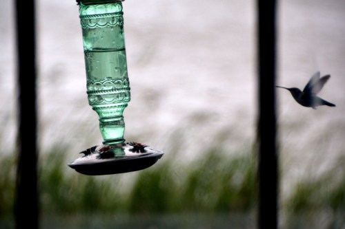 hummy and blowing feeder 9-3-2016 11-02-46 AM