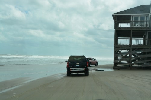 laughing-gull-return-9-4-2016-1-39-05-pm