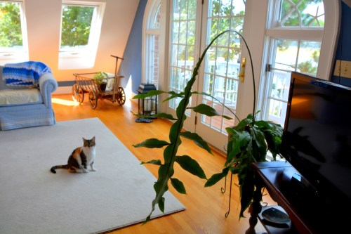 sundae and cactus 8-25-2016 2-51-13 PM