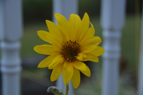 sunflower-best-9-7-2016-7-05-09-am
