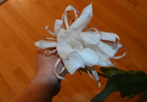 wilted cactus 9-5-2016 6-31-57 AM