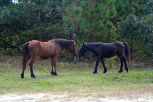 2-horses-10-21-2016-11-07-03-am