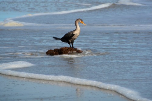 bird-10-21-2016-12-00-30-pm