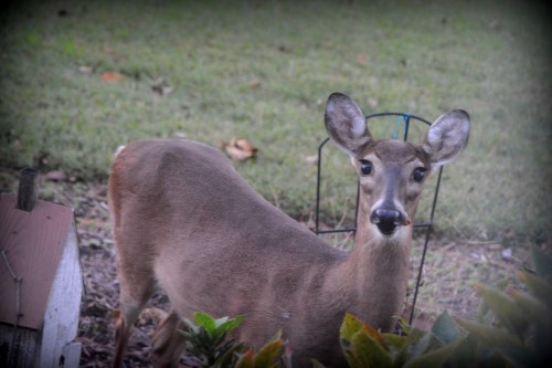 busted-10-12-2016-6-38-46-pm